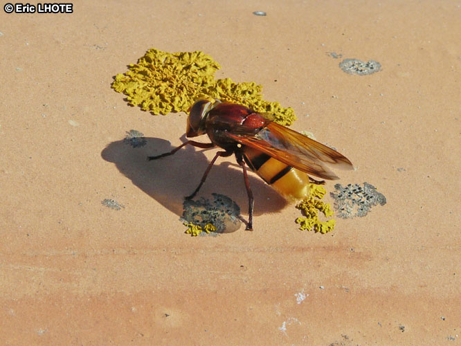 insectes-arthropodes-5.jpg