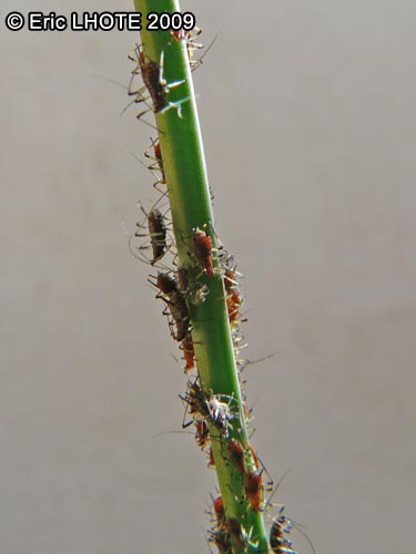 insectes-arthropodes-56.jpg