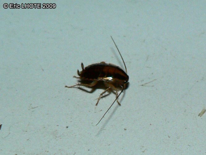 insectes-arthropodes-63.jpg