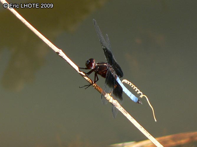 insectes-arthropodes-66.jpg