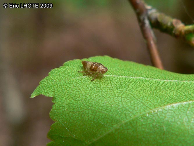 insectes-arthropodes-79.jpg