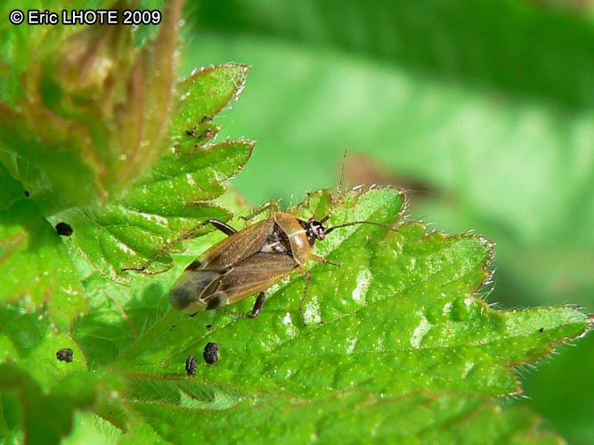 insectes-arthropodes-81.jpg