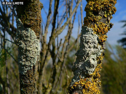 mousses-lichens-13.jpg
