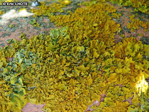 mousses-lichens-14.jpg