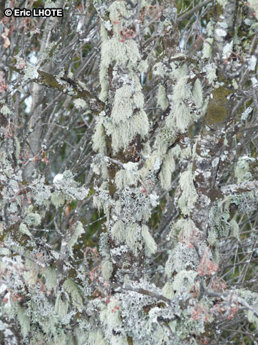 mousses-lichens-17.jpg