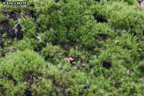 mousses-lichens-21.jpg