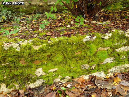 mousses-lichens-24.jpg