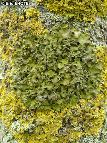 mousses-lichens-29.jpg