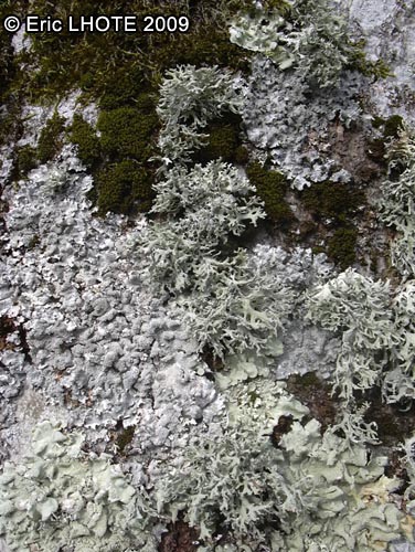 mousses-lichens-32.jpg