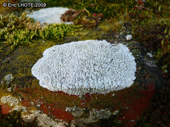 mousses-lichens-43.jpg