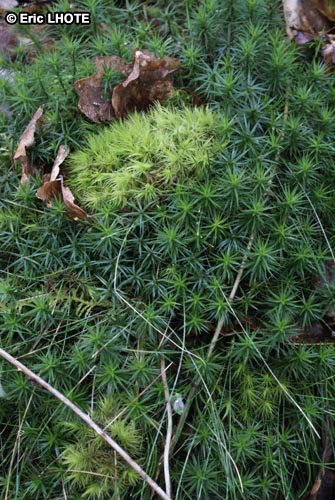 mousses-lichens-47.jpg