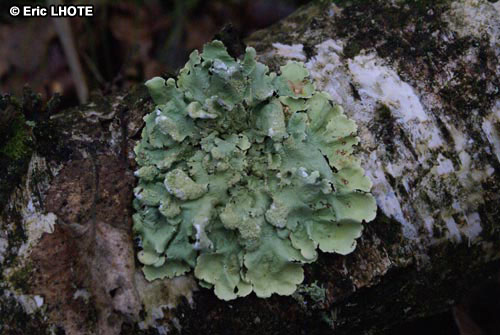 mousses-lichens-48.jpg