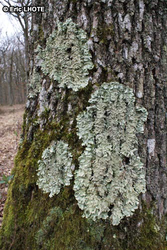 mousses-lichens-49.jpg