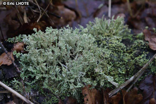 mousses-lichens-50.jpg