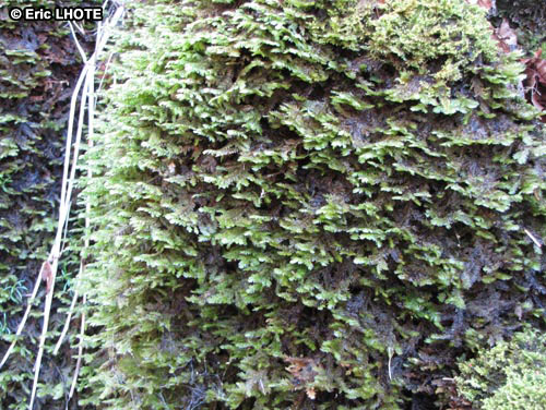 mousses-lichens-52.jpg