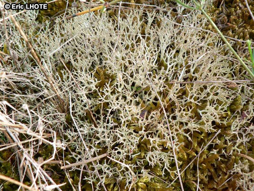 mousses-lichens-9.jpg