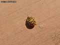 Coccinelle-a-22-points-20141124144655.jpg