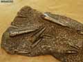 Fossiles-de-coquillages-20120822213121.jpg