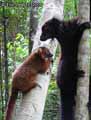 Lemur-maki-macaco-20120823001237.jpg