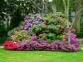 Massif-de-rhododendrons-20130709141503.jpg