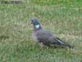 Pigeon-20120823132553.jpg