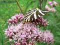 chenilles-papillons-45.jpg