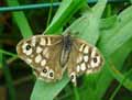 chenilles-papillons-58.jpg