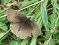chenilles-papillons-65.jpg