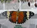 chenilles-papillons-72.jpg