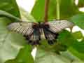 chenilles-papillons-76.jpg