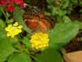 chenilles-papillons-77.jpg