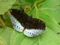 chenilles-papillons-78.jpg