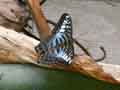 chenilles-papillons-80.jpg