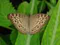 chenilles-papillons-82.jpg