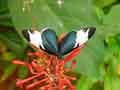chenilles-papillons-83.jpg
