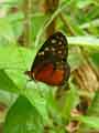 chenilles-papillons-87.jpg