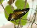 chenilles-papillons-89.jpg