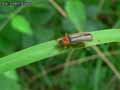 insectes-arthropodes-105.jpg
