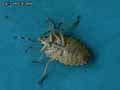 insectes-arthropodes-41.jpg