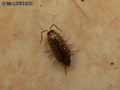 insectes-arthropodes-44.jpg