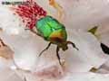 insectes-arthropodes-83.jpg