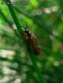 insectes-arthropodes-97.jpg