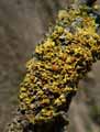 mousses-lichens-11.jpg