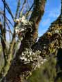 mousses-lichens-12.jpg