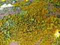 mousses-lichens-14.jpg