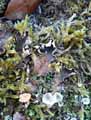 mousses-lichens-15.jpg