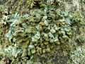 mousses-lichens-27.jpg