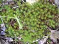 mousses-lichens-37.jpg