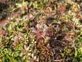 mousses-lichens-41.jpg