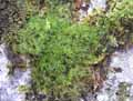mousses-lichens-54.jpg